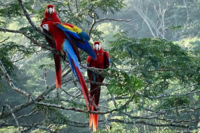 01-Parque Nacional Palenque-1