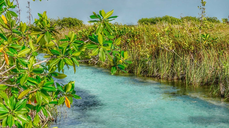 Imagen de un sereno canal en Sian Ka'an, rodeado por exuberantes manglares verdes que se reflejan en las tranquilas aguas azules