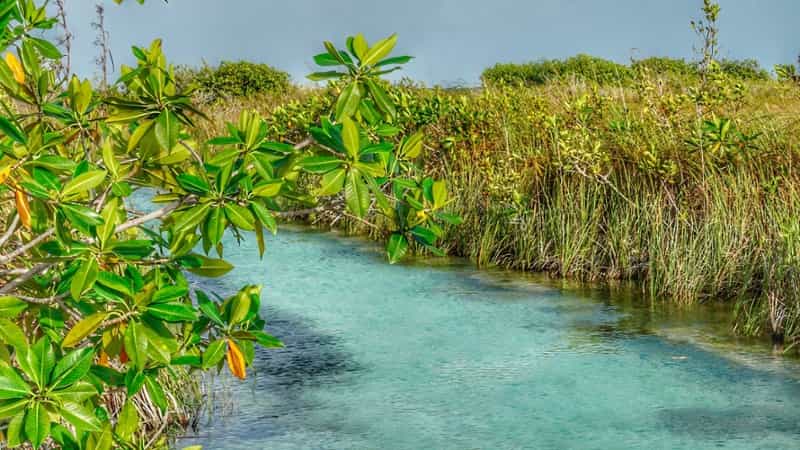 Imagen de un sereno canal en Sian Ka'an, rodeado por exuberantes manglares verdes que se reflejan en las tranquilas aguas azules
